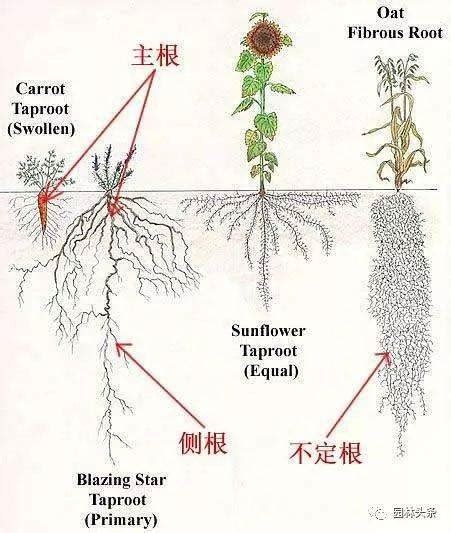 粗生植物